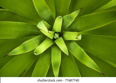 Close Up Picture Of An Agave Plant, Overhead View