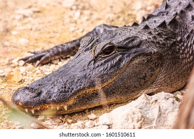 Close Up Picture Of Aligator Head With Teeth In The Everglades In Spring