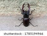 Close up picture of a beautiful male stag-beetle