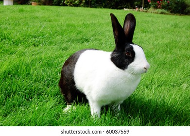 Close Up Picture Of A Black And White Rabbit.