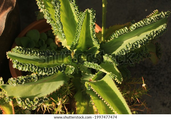 Close Picture Bryophyllum Pinnatum Leaves Stock Photo 1997477474 ...