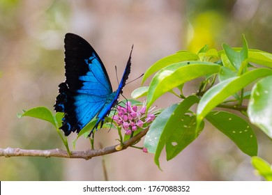 Close Up Picture Of Butterfly On A Flower. Alive Blue Ulysses (Papilio Ulysses) Open Wings In The Nature, Pollinating Pink Flowers. Profile Side. Yungaburra, Queensland QLD, Australia, Oceania