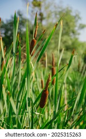Close up picture of cattail reeds with their stems on a pond on green background. Typha latifolia broadleaf cattail, bulrush, common cattail, cat-o'-nine-tails, great reedmace, cooper's reed, cumbungi