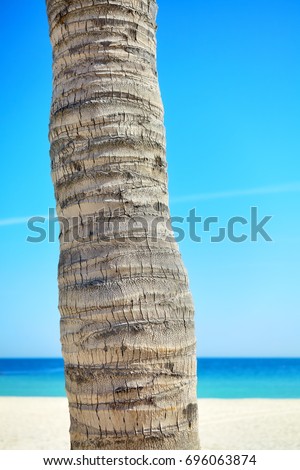 Close up picture of a coconut palm tree trunk with blurred beach in distance.