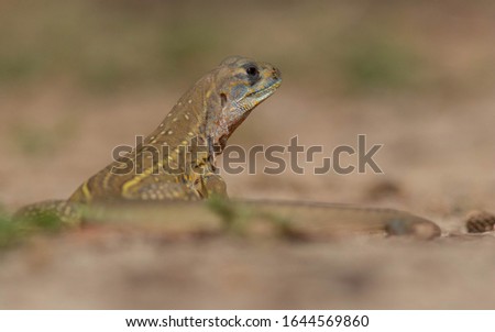 Similar – closeup of juvenile green lizard