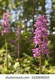 Close up picture of early purple orchid growing in a woodland during spring