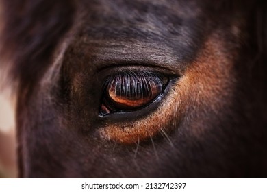 Close up picture of the eye of very sad horse behind a fence.