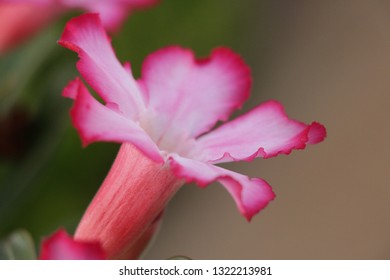 Close Up Picture Of Flickr Hive Mind Flower In Oahu Hawaii
