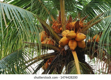 10,941 Golden coconut tree Images, Stock Photos & Vectors | Shutterstock