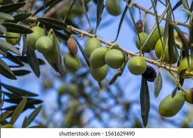 Close up picture of green olives in a tree - Shutterstock ID 1561629490