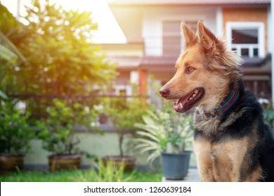 Close Up Picture Of Guard Dog Sitting In Front Of House And Garden Background, Thai Dog, Watchdog Concept,  