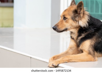 close up picture of guard dog sitting in front of house and garden background, Thai dog, Watchdog concept,  