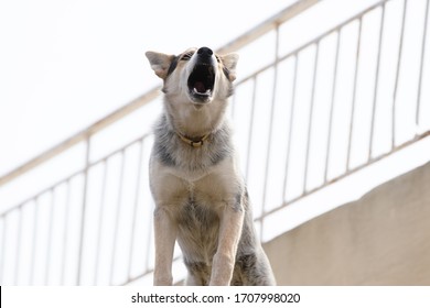 Close up picture of guard dog standing on the roof of a house background, Watchdog concept