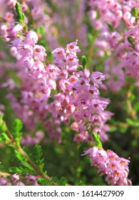 Close Picture Of Heather Plant In Bloom
