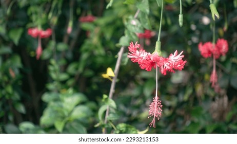 Close up picture of Hibiscus Schizopetalus (Spider Hibiscus) in the garden with bokeh background, gardening for exercise day, arbor day and watering your flowers day theme. - Shutterstock ID 2293213153