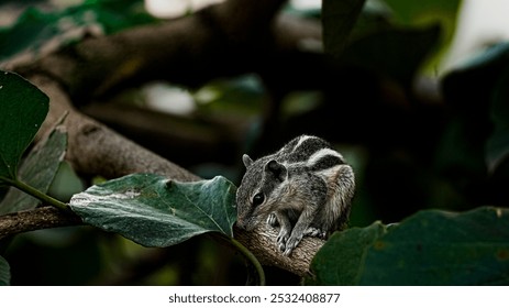 Close up picture of Indian palm squirrel on tree. Beautiful photograph of Indian palm squirrel. Indian palm squirrel best picture and dark background. - Powered by Shutterstock