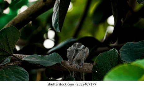 Close up picture of Indian palm squirrel on tree. Beautiful photograph of Indian palm squirrel. Indian palm squirrel best picture and dark background. - Powered by Shutterstock