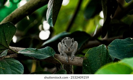 Close up picture of Indian palm squirrel on tree. Beautiful photograph of Indian palm squirrel. Indian palm squirrel best picture and dark background. - Powered by Shutterstock