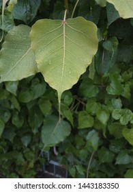 Close Up Picture Of A Leaf Vain