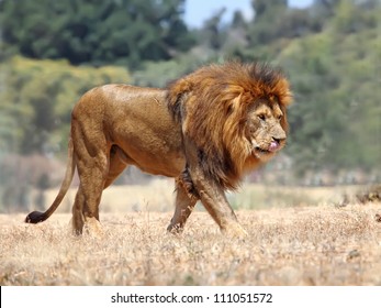 Close Up picture of a male lion on the grass - Shutterstock ID 111051572