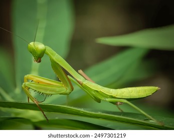 close up picture of mantis