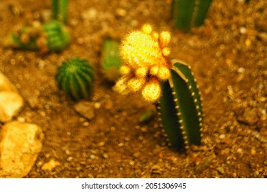 A Close Up Picture Of Mini Cactus Garden