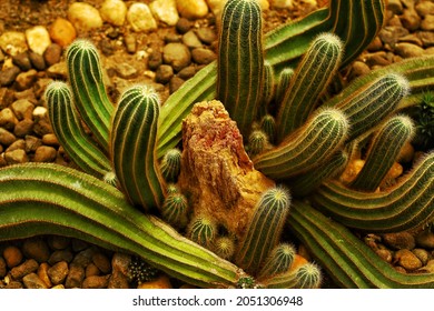 A Close Up Picture Of Mini Cactus Garden