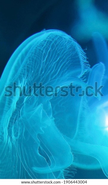 close up picture of a moon\
jellyfish