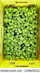 Close Up Picture Of Organic Vegetable Seedlings In Box, Top Down View.