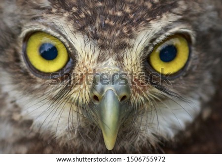 Similar – Foto Bild Blick Vogel Bussard