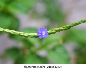 Close Up Picture Of Purple Devils Horsewhip Flower