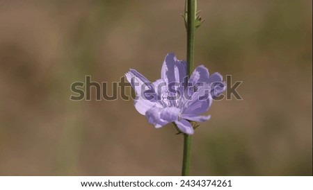 Close up picture of purple flower 