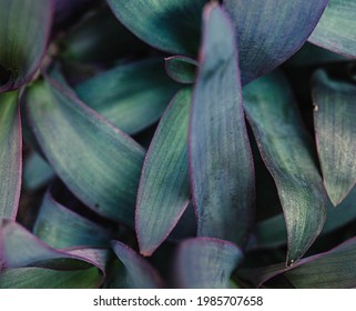 Up Close Picture Of Purple Heart Plant. 