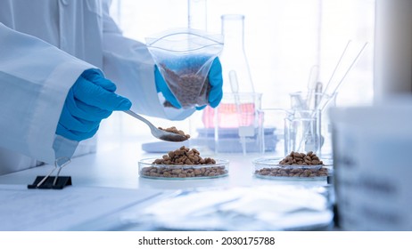 Close Up Picture Of Quality Control Personnel Are Inspecting The Quality Of Canned Pet Food. Physical Quality Inspection. Quality Control Process Of Pet Food Industry.