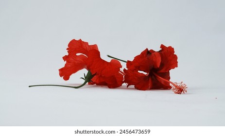 Close up picture of Red hibiscus flowers . Red hibiscus flowers photography. Stock photography. - Powered by Shutterstock