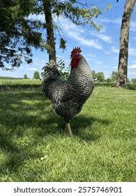 Close up picture of rooster