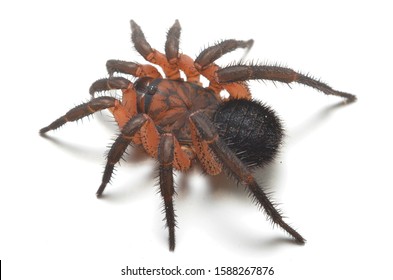 Trapdoor Spider Images Stock Photos Vectors Shutterstock