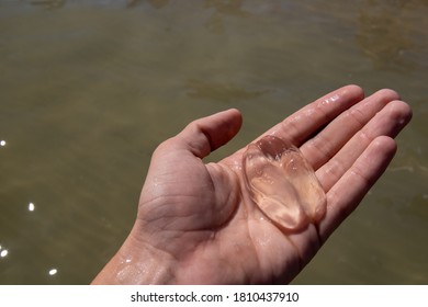 Close Up Picture Of Someone Holding One Of The Comb Jellies Found On Many Italian Beaches.