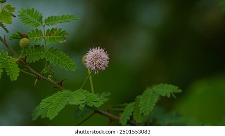 Close up picture of Sweet Acacia. Sweet Acacia tree flowers. Sweet Acacia photography. - Powered by Shutterstock