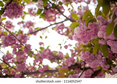 A close up picture taken of a cluster of pink flowers that bloomed on a tree. Focus on portion of the tree. The shot was taken in Cambridge, MA.