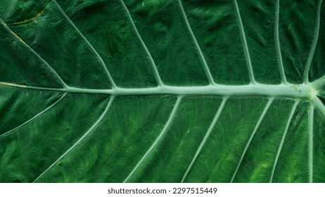 Close up picture of taro green leaf with detailed texture and pattern of the bone 