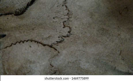 Close Picture Texture Bone Stock Photo 1469775899 | Shutterstock