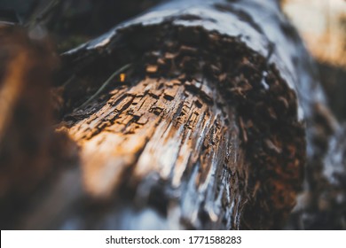 Close Up Picture Of Textured Wood From The Tree. Macro Photography Of Layers Of Tree Brach Closely. Textured Pattern Of Old Wood. Striped Scratched Rough Grunge Surface.