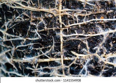 Close Up Picture Of Underground Tree Roots In Soil