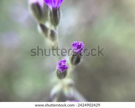 Similar – Lavender in the garden