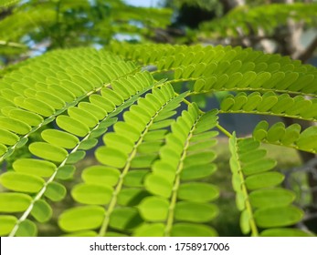 1,318 Flamboyan Images, Stock Photos & Vectors | Shutterstock