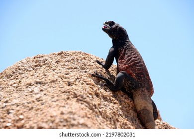 Close Up Picture Of Western Chuckwalla Baskin In The Mid Day Sun Heat Of Californian Desert In Joshua Tree National Park. View From The Side On Red Stone. Dark Red Black Back. Animal Wildlife Reptile.