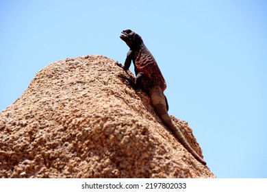 Close Up Picture Of Western Chuckwalla Baskin In The Mid Day Sun Heat Of Californian Desert In Joshua Tree National Park Mouth Open With Tongue. Up Right Facing Upwards.