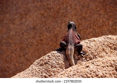 Close Up Picture Of Western Chuckwalla Baskin In The Mid Day Sun Heat Of Californian Desert In Joshua Tree National Park. View From Behind On Red Stone. Dark Red Black Back. Animal Wildlife Reptile.