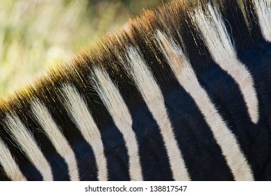 Close Up Picture Of A Zebra Mane With Black And White Strips